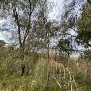 Acacia stenophylla at Lake Cargelligo, NSW - 24 Jun 2024 12:13 PM