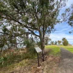 Eucalyptus camaldulensis subsp. camaldulensis (River Red Gum) at Lake Cargelligo, NSW - 24 Jun 2024 by Tapirlord