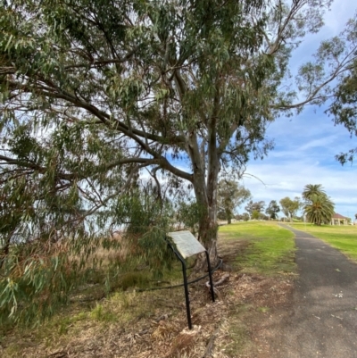 Eucalyptus camaldulensis subsp. camaldulensis (River Red Gum) at Lake Cargelligo, NSW - 24 Jun 2024 by Tapirlord