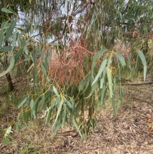 Eucalyptus camaldulensis subsp. camaldulensis at Lake Cargelligo, NSW - 24 Jun 2024