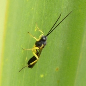 Hyposoter bombycivorus (An Ichneumon Wasp) at Braemar, NSW by Curiosity