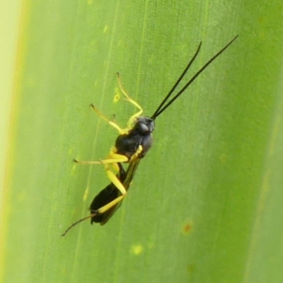 Hyposoter bombycivorus (An Ichneumon Wasp) at Braemar, NSW - 12 Jul 2024 by Curiosity