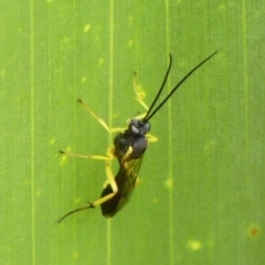 Hyposoter bombycivorus at Braemar, NSW - 12 Jul 2024 11:11 AM