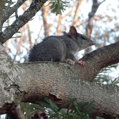 Phascogale tapoatafa (Brush-tailed Phascogale) at Beremboke, VIC - 17 May 2019 by MichaelBedingfield