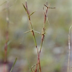 Cymbopogon refractus (Barbed-wire Grass) at Conder, ACT - 17 Dec 1999 by MichaelBedingfield