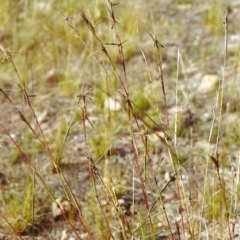 Cymbopogon refractus at Conder, ACT - 17 Dec 1999