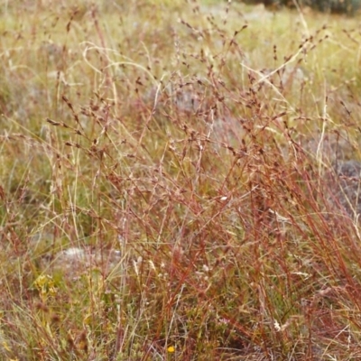 Cymbopogon refractus (Barbed-wire Grass) at Conder, ACT - 25 Jan 2000 by MichaelBedingfield