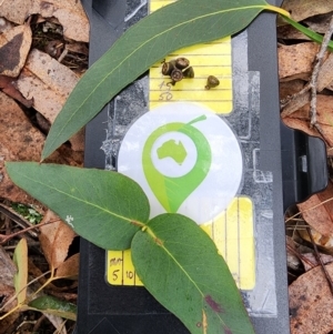 Eucalyptus macarthurii at Bungendore, NSW - 18 Jul 2024