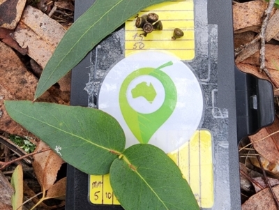 Eucalyptus macarthurii (Paddys River Box, Camden Woollybutt) at Bungendore, NSW - 18 Jul 2024 by Steve818