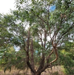 Eucalyptus macarthurii at Bungendore, NSW - 18 Jul 2024