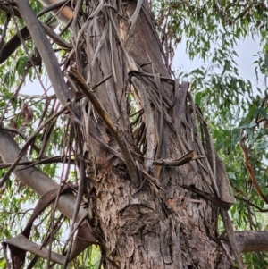 Eucalyptus macarthurii at Bungendore, NSW - 18 Jul 2024