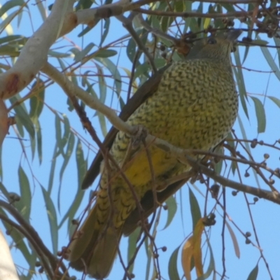 Ptilonorhynchus violaceus (Satin Bowerbird) at Queanbeyan West, NSW - 16 Jul 2024 by Paul4K