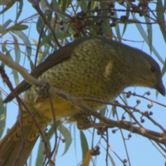 Ptilonorhynchus violaceus at Queanbeyan West, NSW - 17 Jul 2024