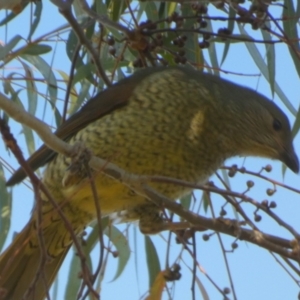 Ptilonorhynchus violaceus at Queanbeyan West, NSW - 17 Jul 2024