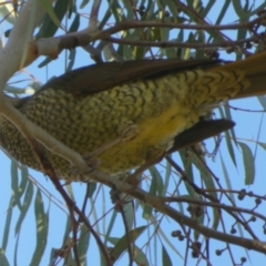 Ptilonorhynchus violaceus at Queanbeyan West, NSW - 17 Jul 2024