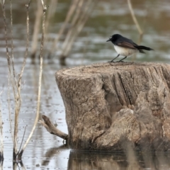 Rhipidura leucophrys (Willie Wagtail) at Chesney Vale, VIC - 15 Jul 2024 by jb2602