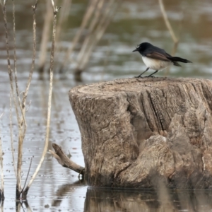 Rhipidura leucophrys at Chesney Vale, VIC - 15 Jul 2024