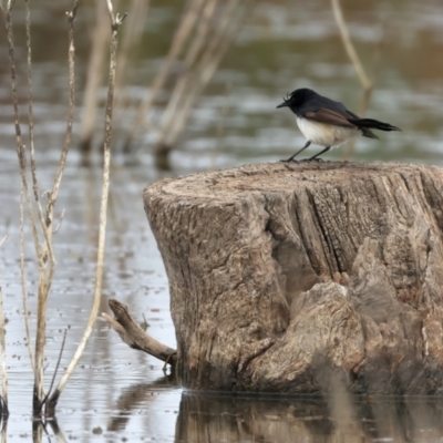 Rhipidura leucophrys (Willie Wagtail) at Chesney Vale, VIC - 15 Jul 2024 by jb2602