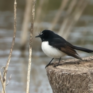 Rhipidura leucophrys at Chesney Vale, VIC - 15 Jul 2024