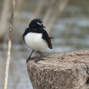 Rhipidura leucophrys at Chesney Vale, VIC - 15 Jul 2024