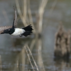 Rhipidura leucophrys at Chesney Vale, VIC - 15 Jul 2024