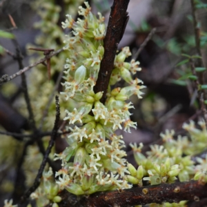 Acrotriche rigida at Bumbaldry, NSW - 17 Jul 2024