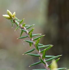 Acrotriche rigida at Bumbaldry, NSW - 17 Jul 2024 11:42 AM