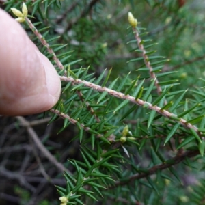 Acrotriche rigida at Bumbaldry, NSW - 17 Jul 2024