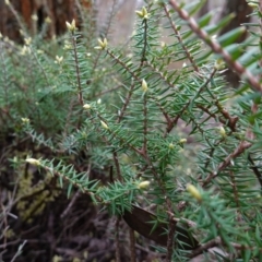 Acrotriche rigida at Bumbaldry, NSW - 17 Jul 2024