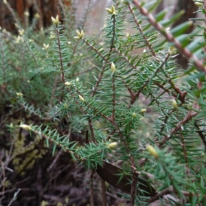 Acrotriche rigida at Bumbaldry, NSW - 17 Jul 2024