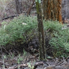 Acrotriche rigida at Bumbaldry, NSW - 17 Jul 2024