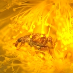 Unidentified Weevil (Curculionoidea) at Jerrabomberra, NSW - 1 Sep 2018 by cherylhodges