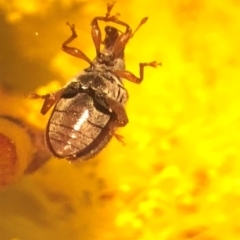 Ancyttalia sp. (genus) at Jerrabomberra, NSW - 1 Sep 2018