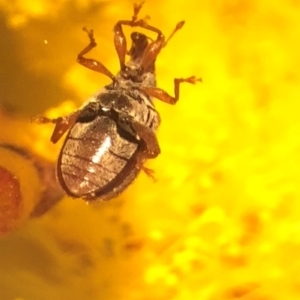 Ancyttalia sp. (genus) at Jerrabomberra, NSW - 1 Sep 2018