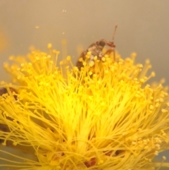 Ancyttalia sp. (genus) at Jerrabomberra, NSW - 1 Sep 2018