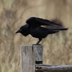 Corvus coronoides (Australian Raven) at Kambah, ACT - 17 Jul 2024 by RodDeb