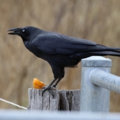 Corvus coronoides at Kambah, ACT - 17 Jul 2024 01:31 PM