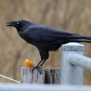 Corvus coronoides at Kambah, ACT - 17 Jul 2024 01:31 PM