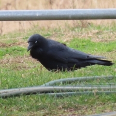 Corvus coronoides at Kambah, ACT - 17 Jul 2024 01:31 PM