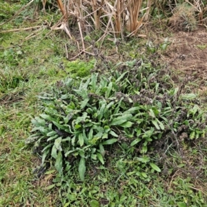 Echium plantagineum at Whitlam, ACT - 18 Jul 2024 07:46 AM