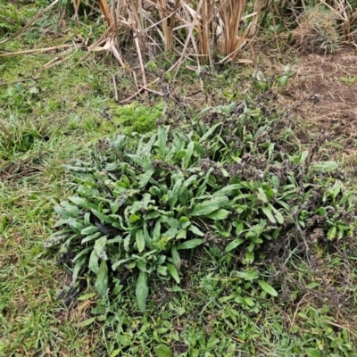 Echium plantagineum (Paterson's Curse) at Whitlam, ACT - 17 Jul 2024 by Jiggy
