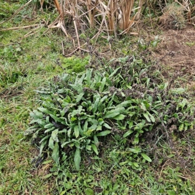 Echium plantagineum (Paterson's Curse) at Whitlam, ACT - 18 Jul 2024 by Jiggy