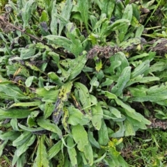 Echium plantagineum at Whitlam, ACT - 18 Jul 2024 07:46 AM