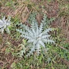 Onopordum acanthium (Scotch Thistle) at Whitlam, ACT - 17 Jul 2024 by Jiggy