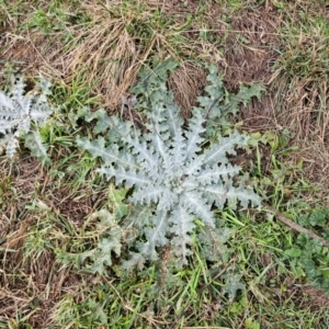 Onopordum acanthium at Whitlam, ACT - 18 Jul 2024