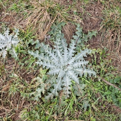 Onopordum acanthium (Scotch Thistle) at Whitlam, ACT - 17 Jul 2024 by Jiggy