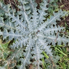 Onopordum acanthium at Whitlam, ACT - 18 Jul 2024