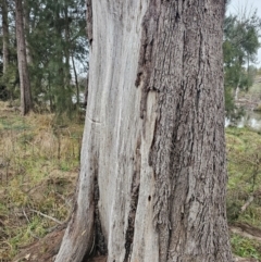 Casuarina cunninghamiana subsp. cunninghamiana at Whitlam, ACT - 18 Jul 2024 09:17 AM