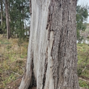 Casuarina cunninghamiana subsp. cunninghamiana at Whitlam, ACT - 18 Jul 2024