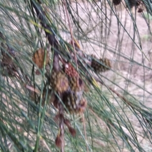 Casuarina cunninghamiana subsp. cunninghamiana at Whitlam, ACT - 18 Jul 2024